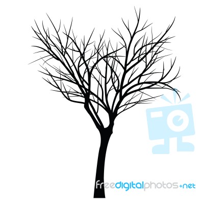 Trees With Dead Branch Stock Image