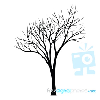 Trees With Dead Branch Stock Image