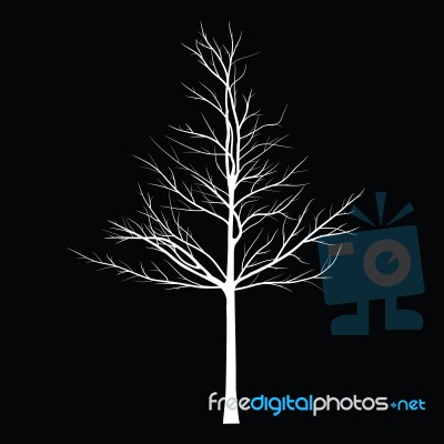 Trees With Dead Branch Stock Image