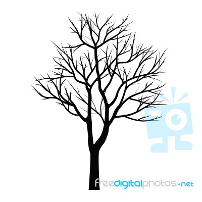 Trees With Dead Branch Stock Image