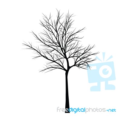 Trees With Dead Branch Stock Image