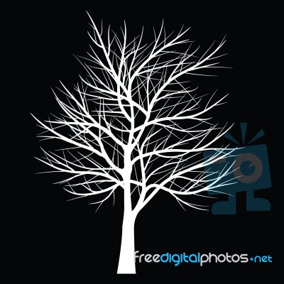 Trees With Dead Branch Stock Image