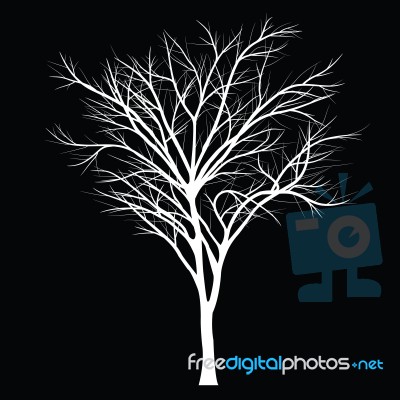 Trees With Dead Branch Stock Image