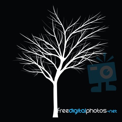 Trees With Dead Branch Stock Image