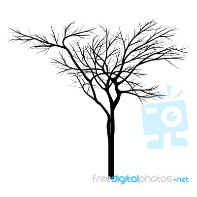 Trees With Dead Branch Stock Image