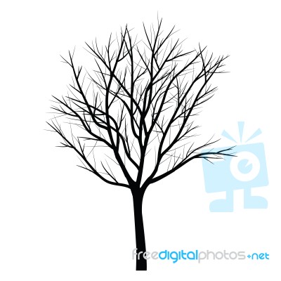 Trees With Dead Branch Stock Image