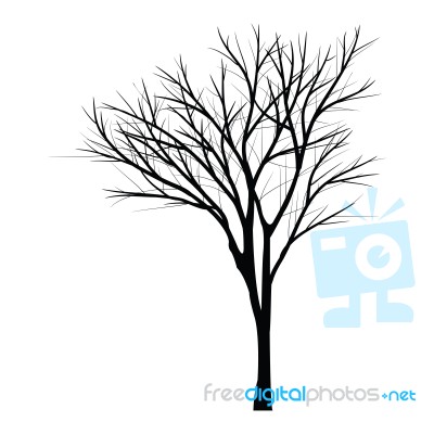 Trees With Dead Branch Stock Image