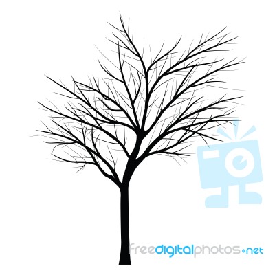 Trees With Dead Branch Stock Image