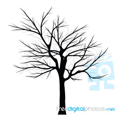 Trees With Dead Branch Stock Image