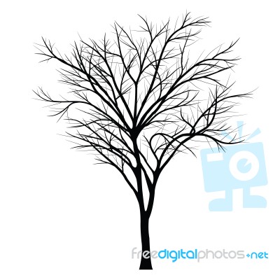 Trees With Dead Branch Stock Image