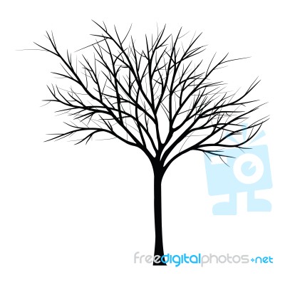 Trees With Dead Branch Stock Image