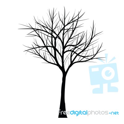 Trees With Dead Branch Stock Image