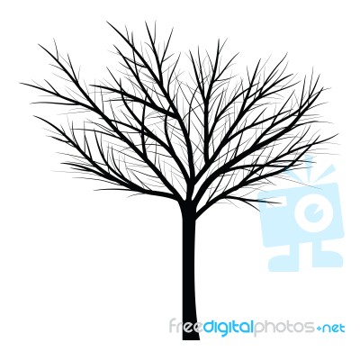 Trees With Dead Branch Stock Image