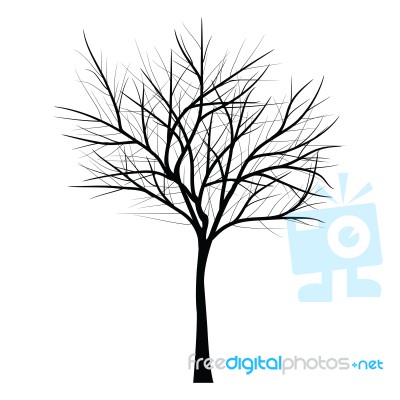 Trees With Dead Branch Stock Image