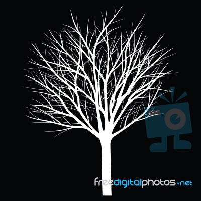 Trees With Dead Branch Stock Image