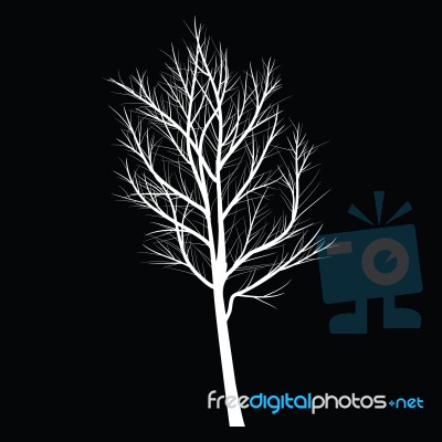 Trees With Dead Branch Stock Image