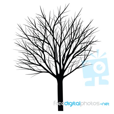 Trees With Dead Branch Stock Image