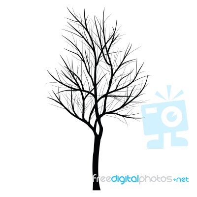 Trees With Dead Branch Stock Image