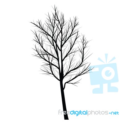 Trees With Dead Branch Stock Image