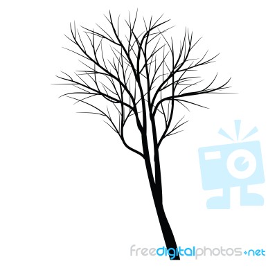 Trees With Dead Branch Stock Image