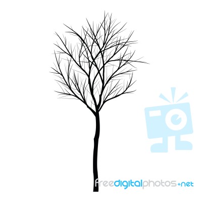 Trees With Dead Branch Stock Image