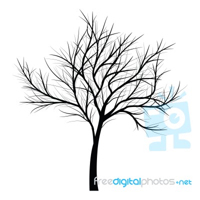 Trees With Dead Branch Stock Image