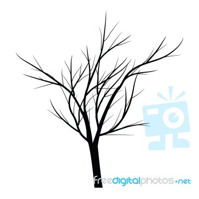 Trees With Dead Branch Stock Image