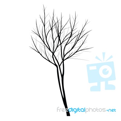 Trees With Dead Branch Stock Image