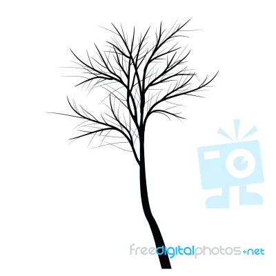 Trees With Dead Branch Stock Image