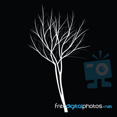 Trees With Dead Branch Stock Image