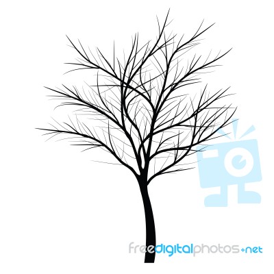 Trees With Dead Branch Stock Image