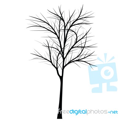 Trees With Dead Branch Stock Image