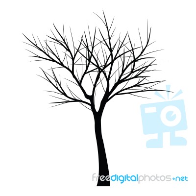 Trees With Dead Branch Stock Image