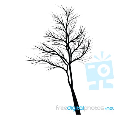 Trees With Dead Branch Stock Image