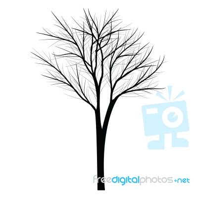 Trees With Dead Branch Stock Image