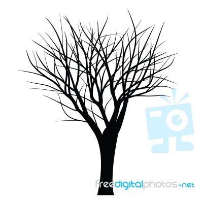 Trees With Dead Branch Stock Image