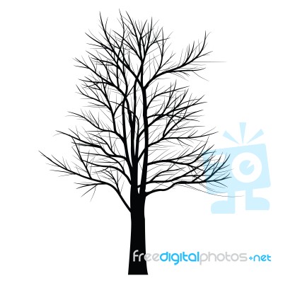 Trees With Dead Branch Stock Image