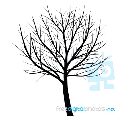 Trees With Dead Branch Stock Image