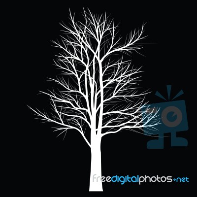 Trees With Dead Branch Stock Image