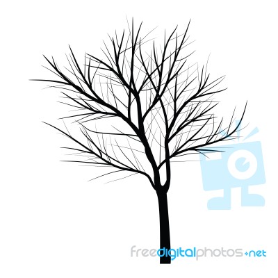 Trees With Dead Branch Stock Image