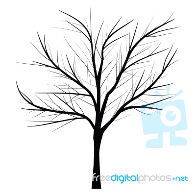 Trees With Dead Branch Stock Image