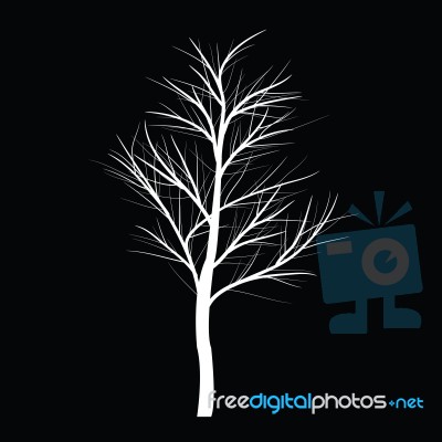 Trees With Dead Branch Stock Image