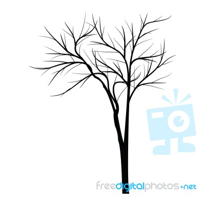 Trees With Dead Branch Stock Image