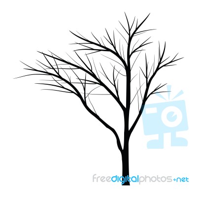 Trees With Dead Branch Stock Image