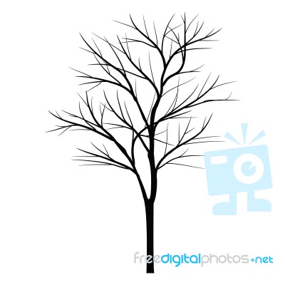 Trees With Dead Branch Stock Image