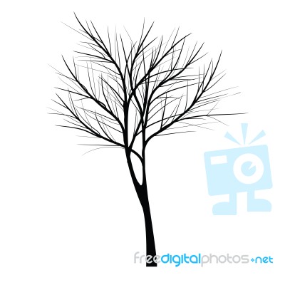 Trees With Dead Branch Stock Image