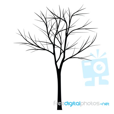 Trees With Dead Branch Stock Image