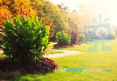 Trees With Yellow Leaves In Autumn Park Stock Photo