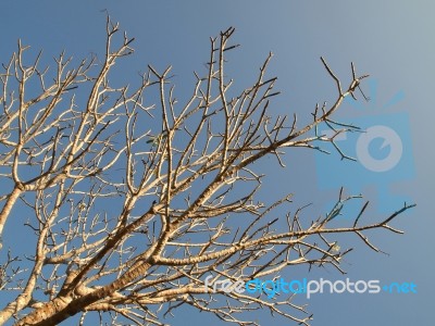 Trees Without Leaves Stock Photo