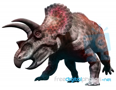 Triceratops Stock Image